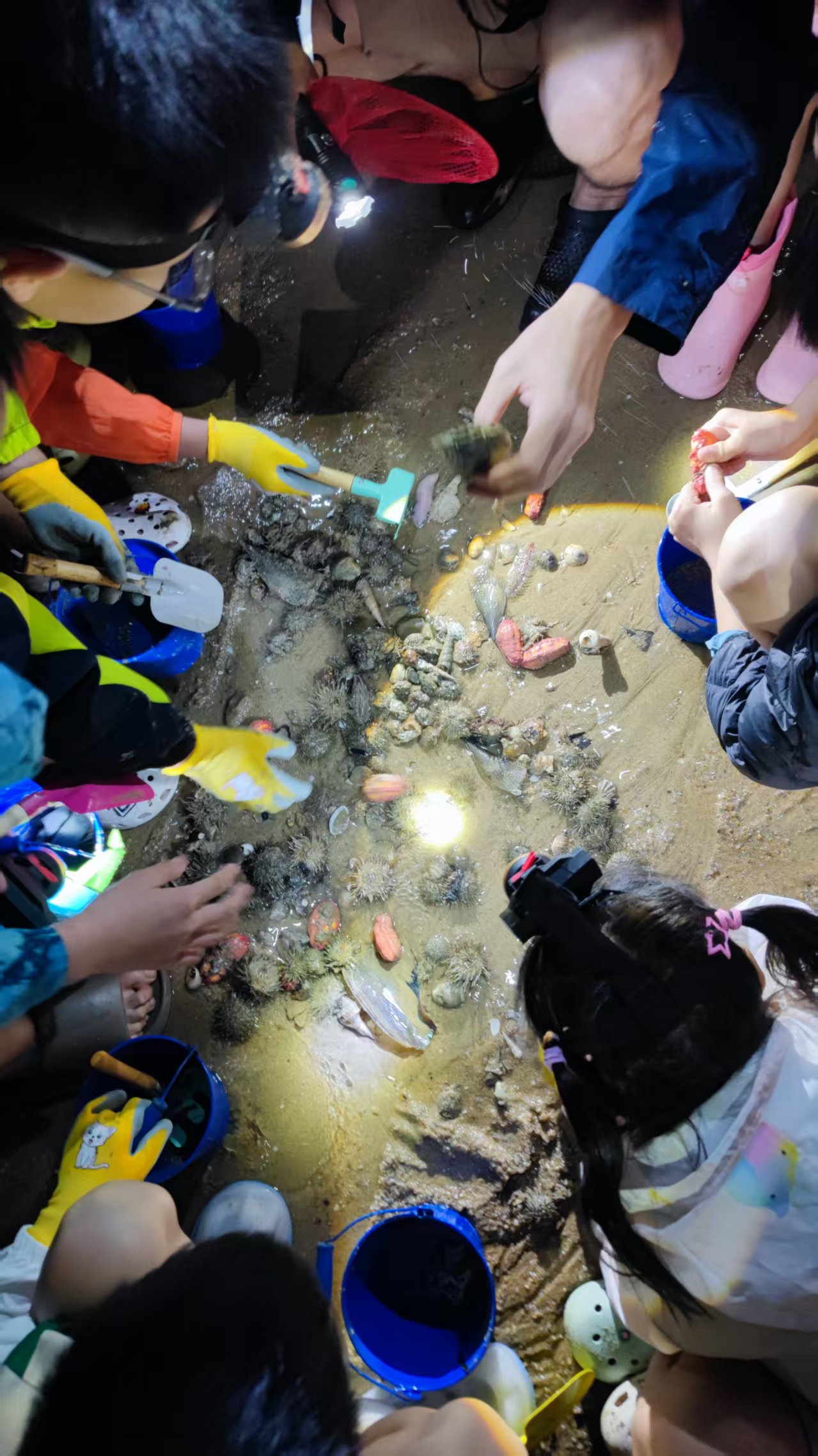 童心逐浪花 探秘潮間帶 ——廈門標準砂舉辦六一親子自然課堂